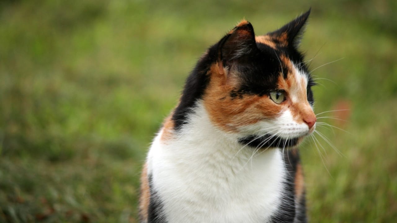 Male Calico Cats are Extremely Rare: 13 Facts Few People Know - Male calico in grass dp31812363