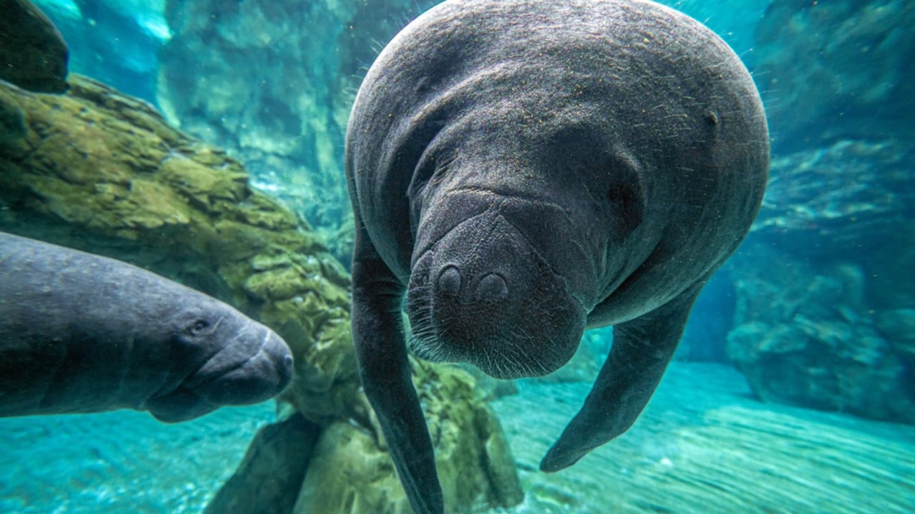 15 Animals Known for Their Gentle & Friendly Nature - Manatees dp579675082