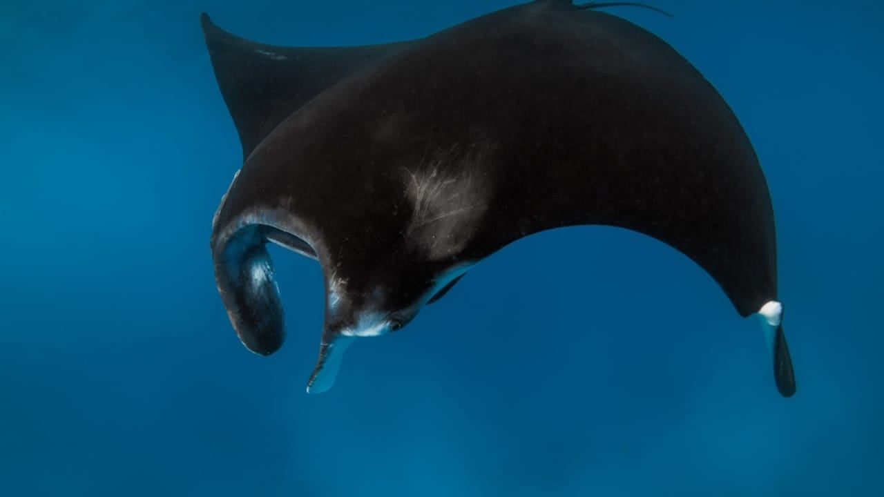 15 Animals Known for Their Gentle & Friendly Nature - Manta rays dp641910634