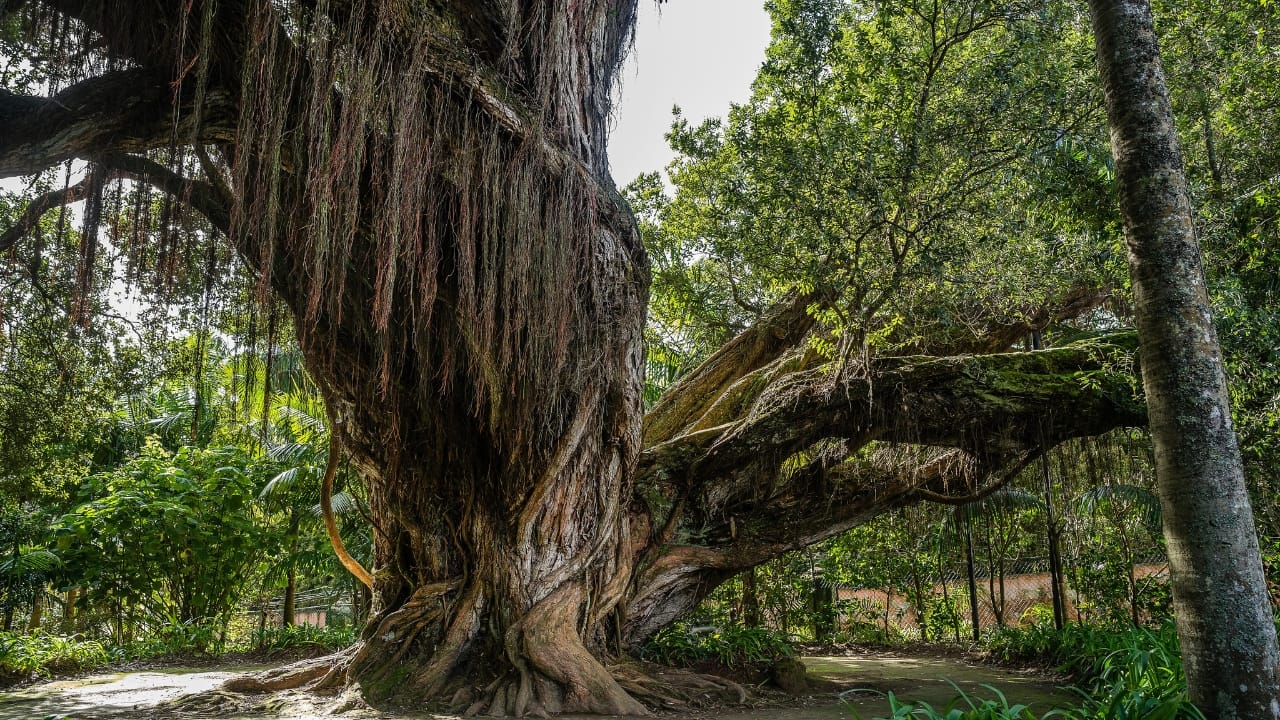 New Zealand's 100-Foot "Walking Tree" Crowned Tree of the Year - Metrosideros robusta wc