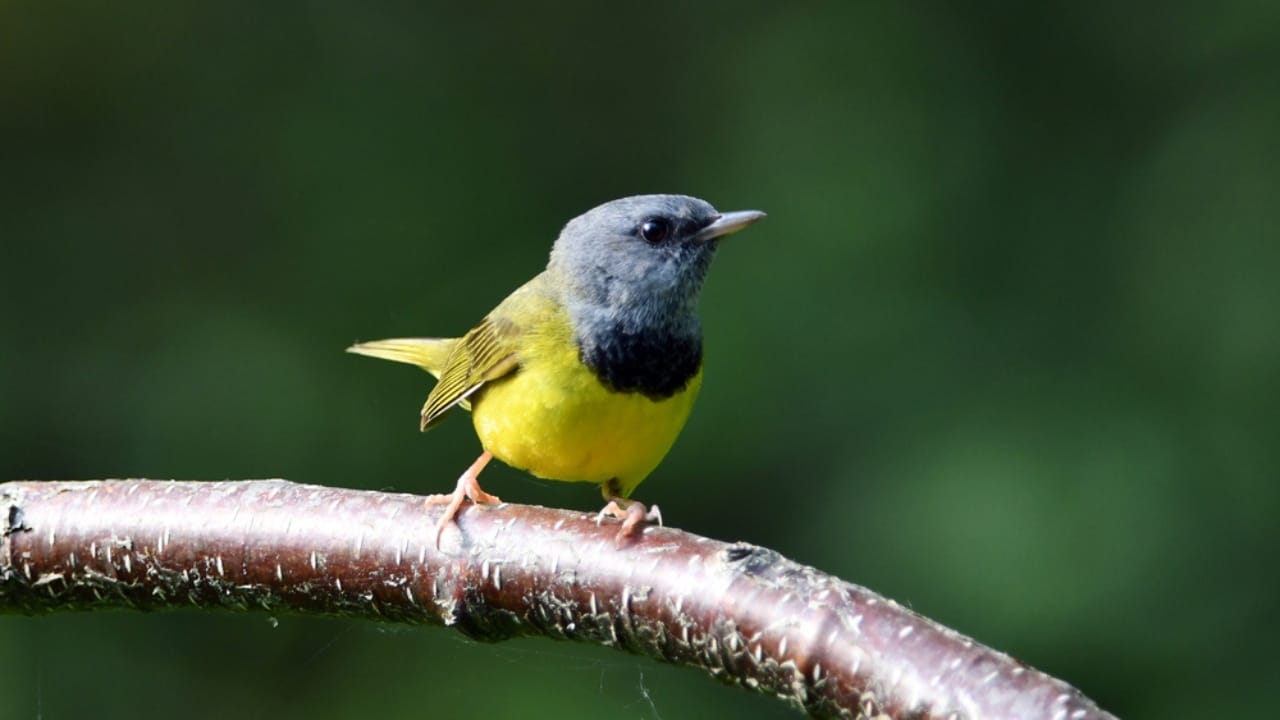 18 Birds Known for Their Black Heads - Mourning warbler dp661314042