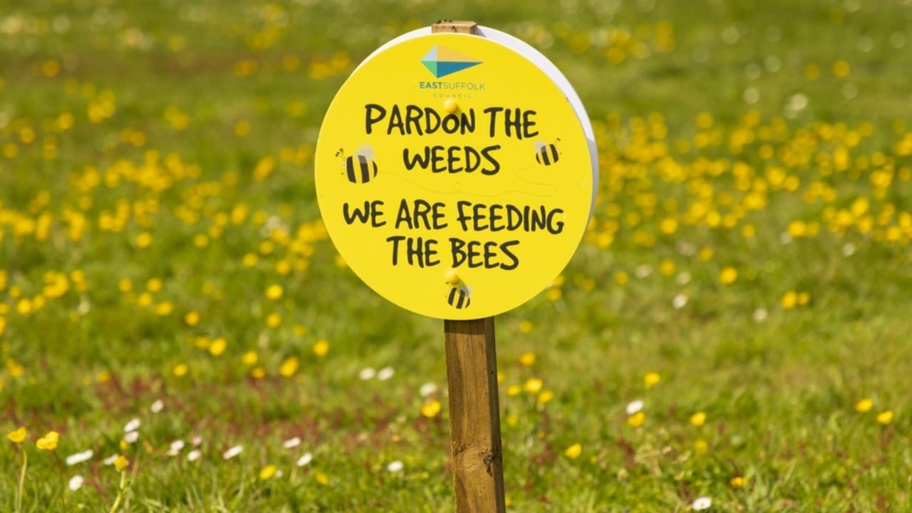 Wisconsin City Introduced 'No-Mow May,' Now Rethinks Approach Due to Issues - No Mow May ss2298499367