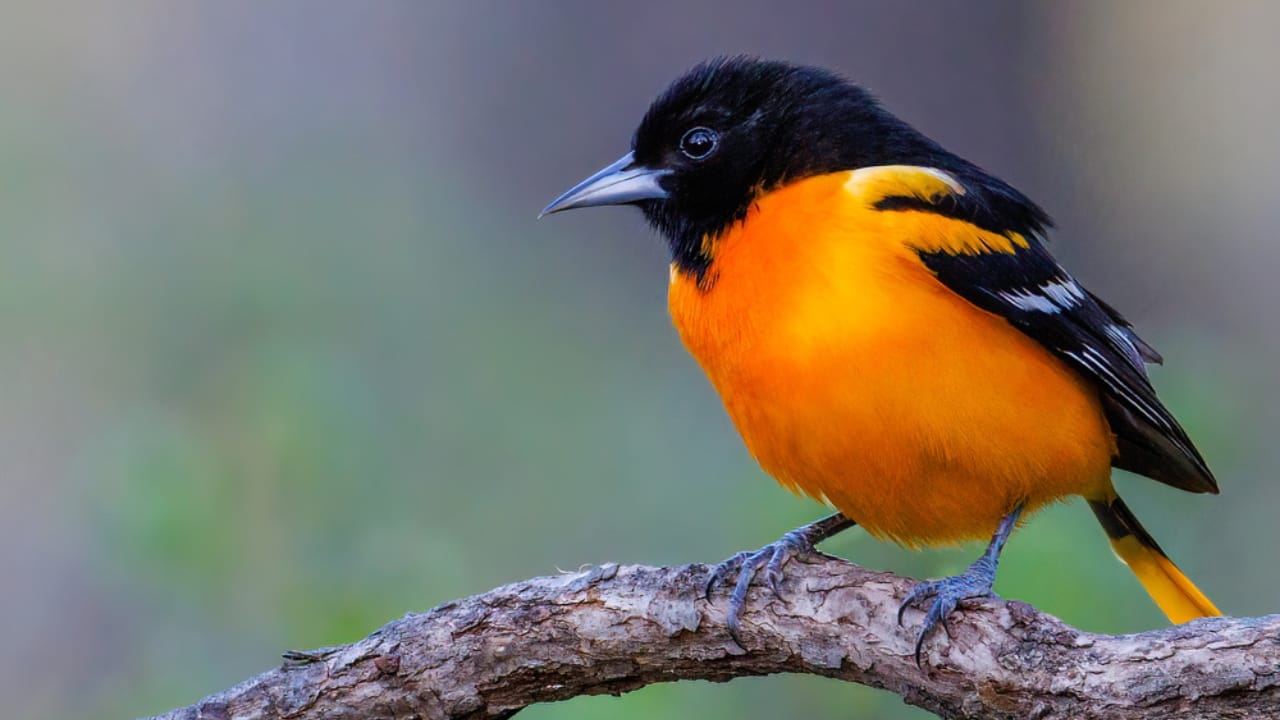 18 Birds Known for Their Black Heads - North American Orioles dp573299012