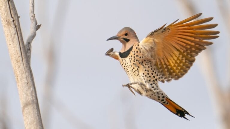 Meet the Northern Flicker: North America's Traveling Woodpeckers