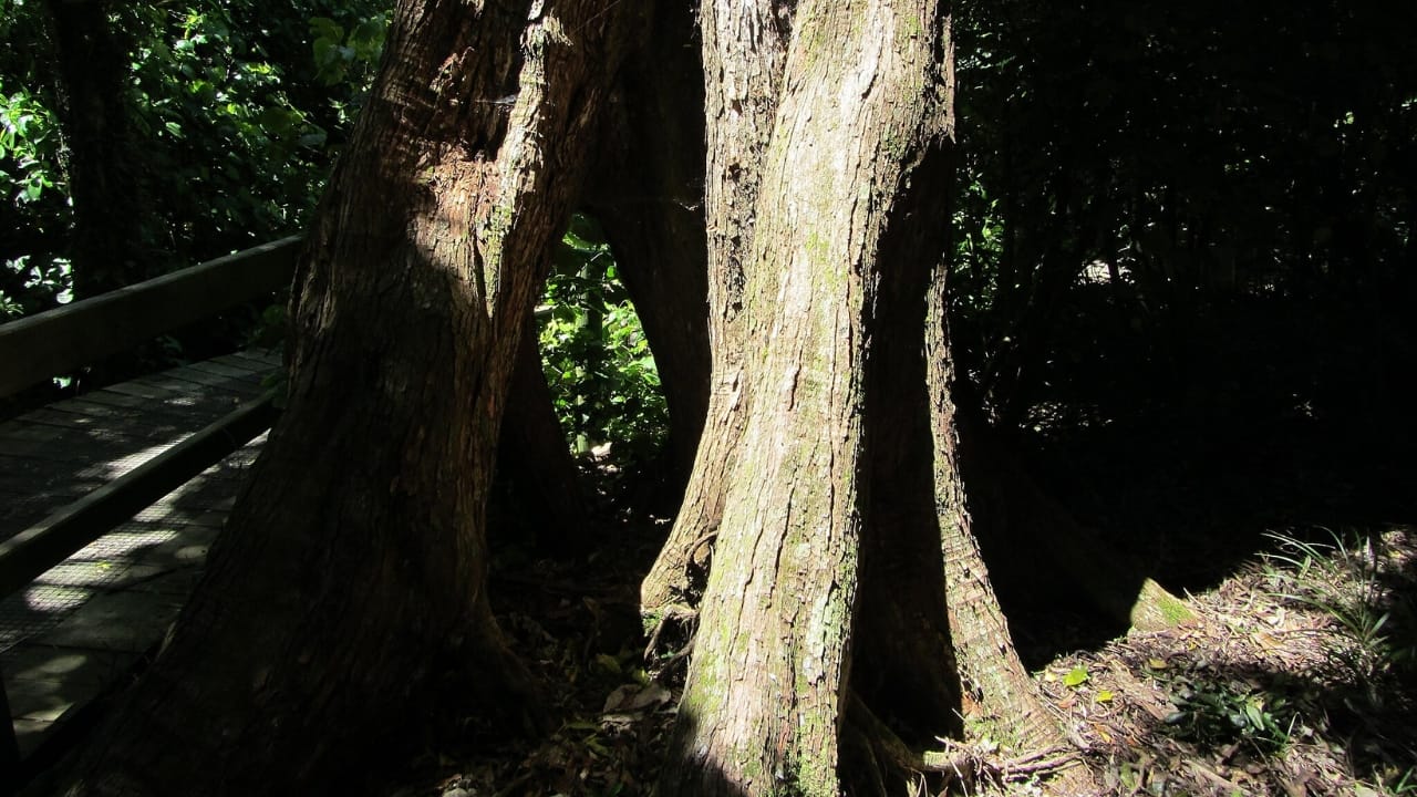 New Zealand's 100-Foot "Walking Tree" Crowned Tree of the Year - Northern Rata tree trunk wc