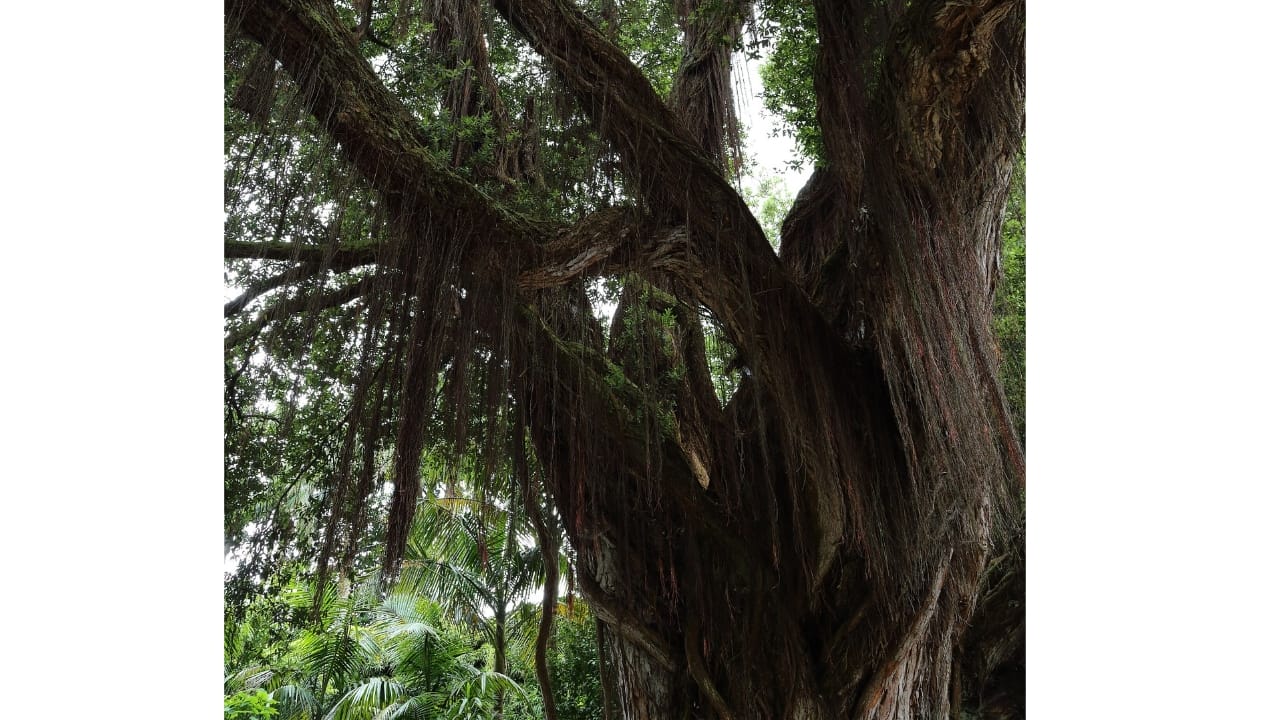 New Zealand's 100-Foot "Walking Tree" Crowned Tree of the Year - Northern Rata tree wc