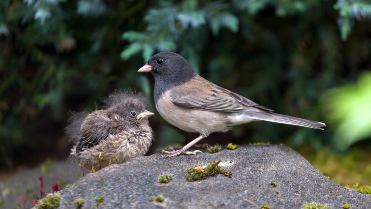 18 Birds Known for Their Black Heads - Oregon Dark Eyed Junco bird dp108989570