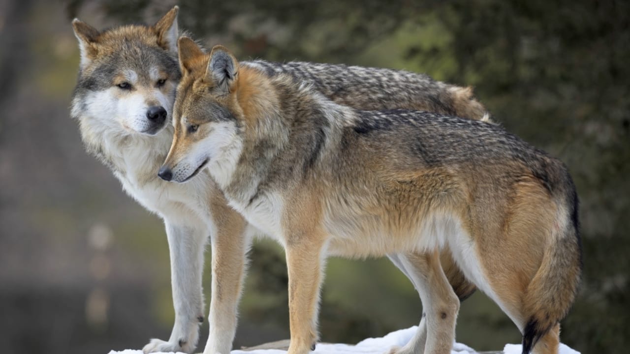 El Lobo's Last Stand: The Fight to Save Arizona's Endangered Mexican Gray Wolves -