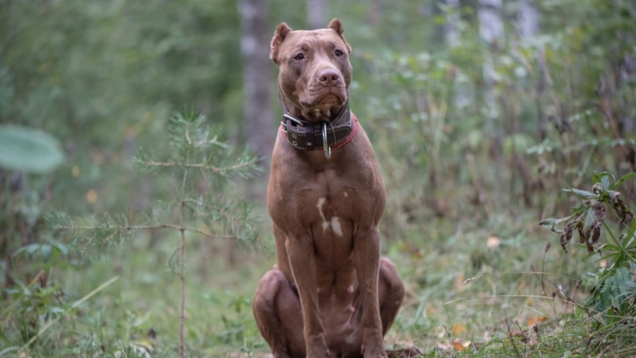The Dark Side of Man's Best Friend: 15 Dangersous Dog Breeds to Own - Pit Bull ss2464591793