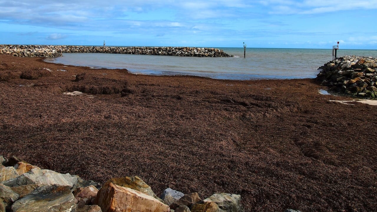 Researchers Discover World’s Largest Plant—A 4,500-Year-Old Giant Spanning 112 Miles off Australia’s Coast - Posidonia australis wiki