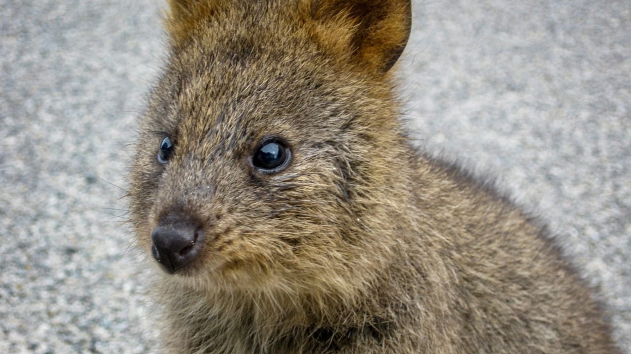 15 Animals Known for Their Gentle & Friendly Nature - Quokka dp251641486