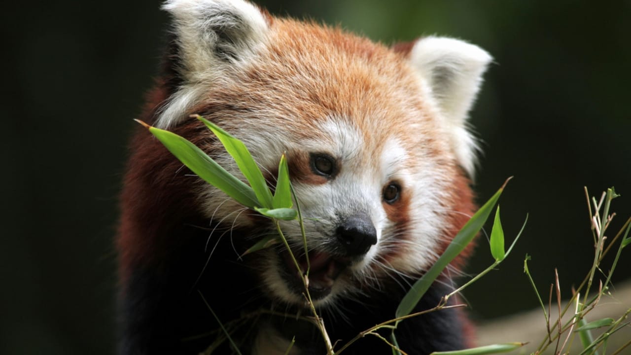 15 Animals Known for Their Gentle & Friendly Nature - Red Panda dp84702324
