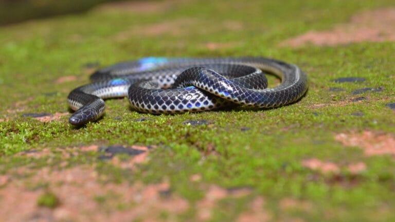8 Snake Species So Rare, You May Never See Them