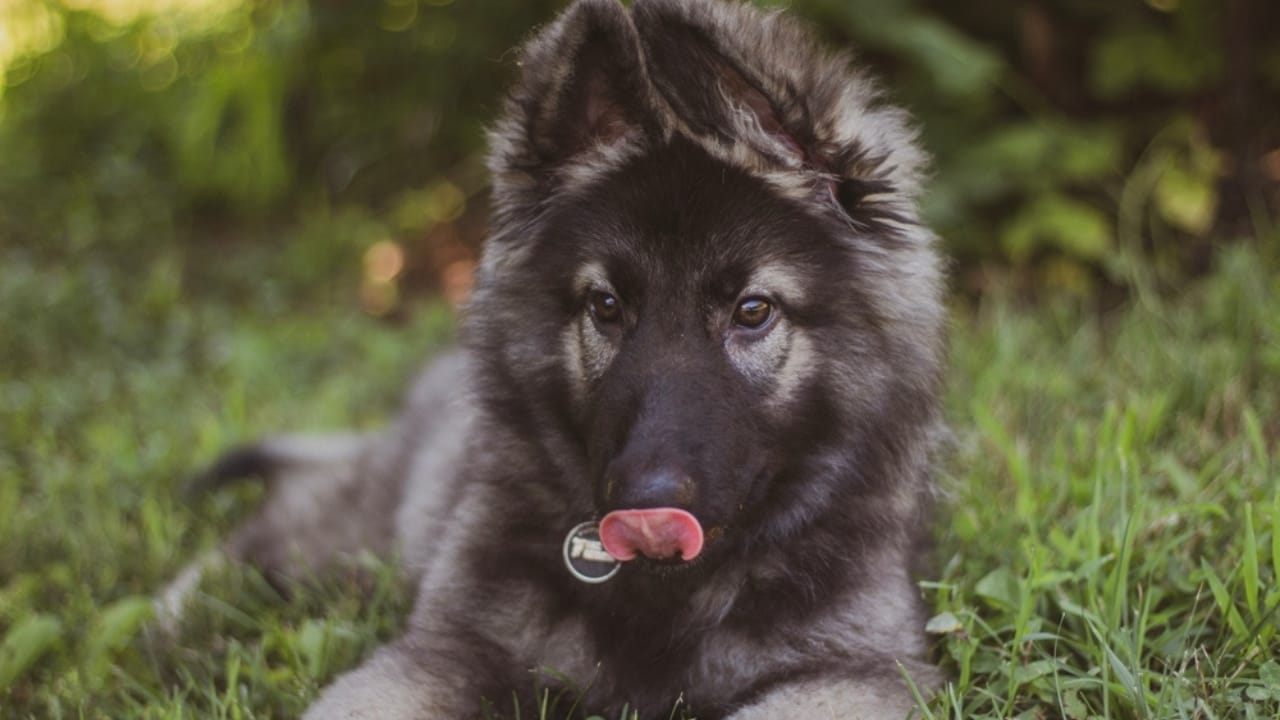 10 Rare German Shepherd Colors You Never Knew Existed - Silver German Shepherd puppy ss2342247103