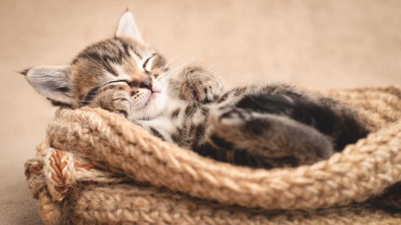 15 Unique Traits That Set Kittens Apart from Adult Cats - Sleeping kitten dp389924486