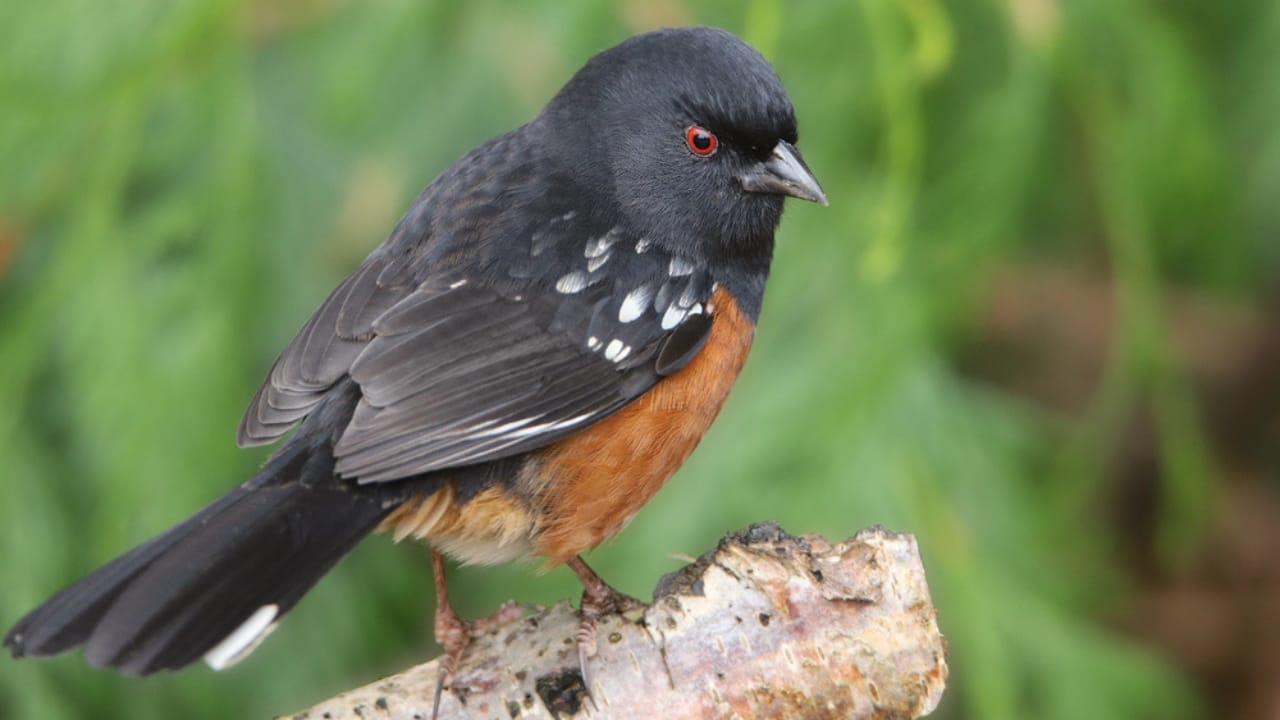 18 Birds Known for Their Black Heads - Spotted Towhee and Eastern Towhee dp325986320
