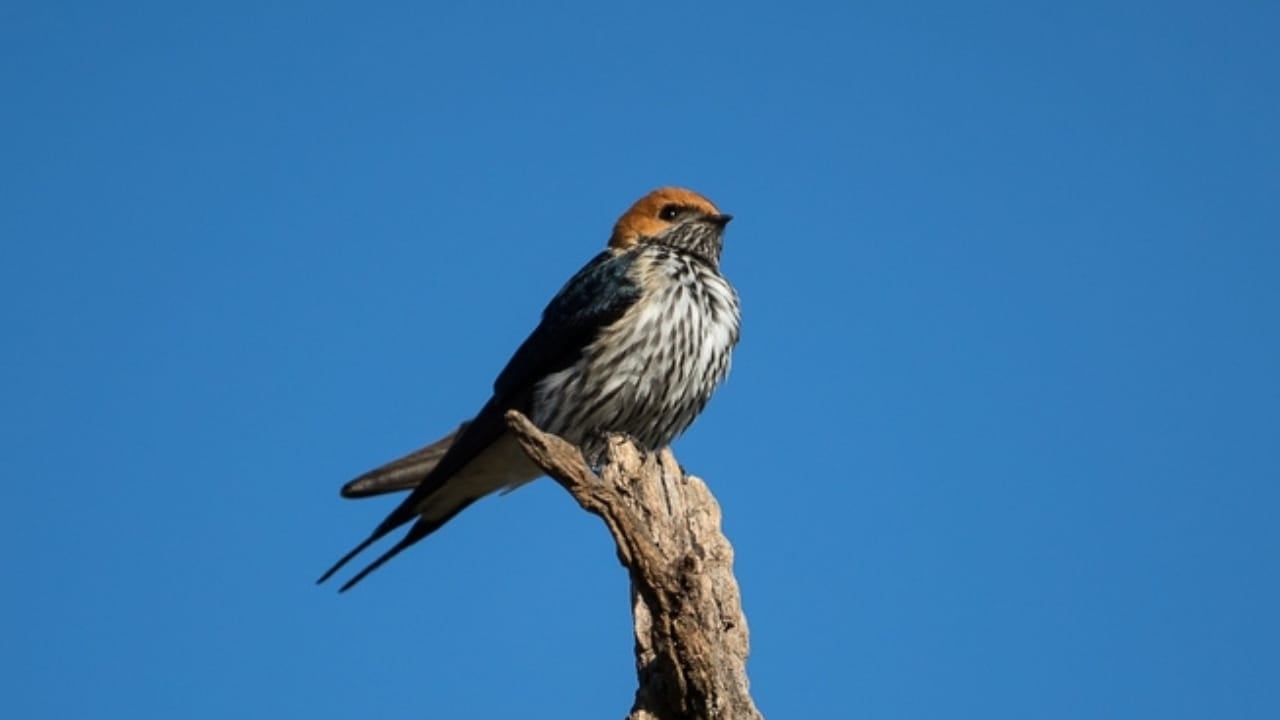 18 Birds Known for Their Black Heads - Swifts and Swallows bird ss2494703821