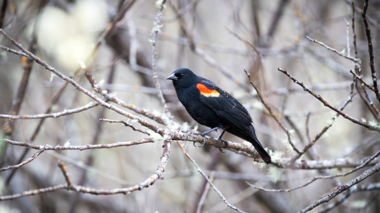 Scientists Celebrate Bird Species' Recovery from Brink of Extinction - Tricolored Blackbird dp564143600