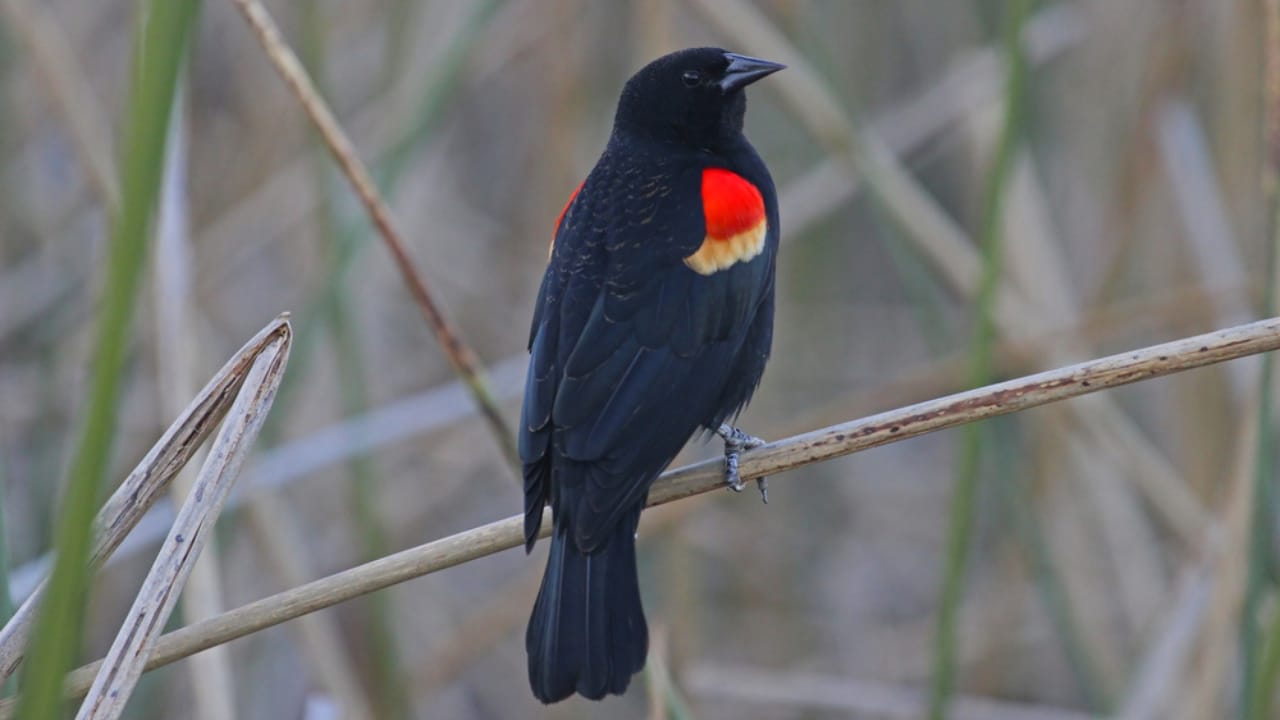 Scientists Celebrate Bird Species' Recovery from Brink of Extinction - Tricolored Blackbird ss131685875v