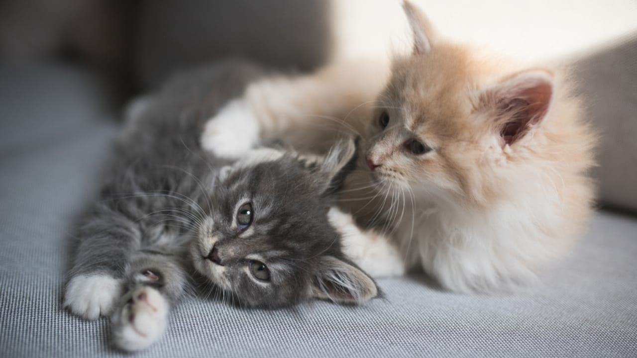 15 Unique Traits That Set Kittens Apart from Adult Cats - Two kittens dp404436966