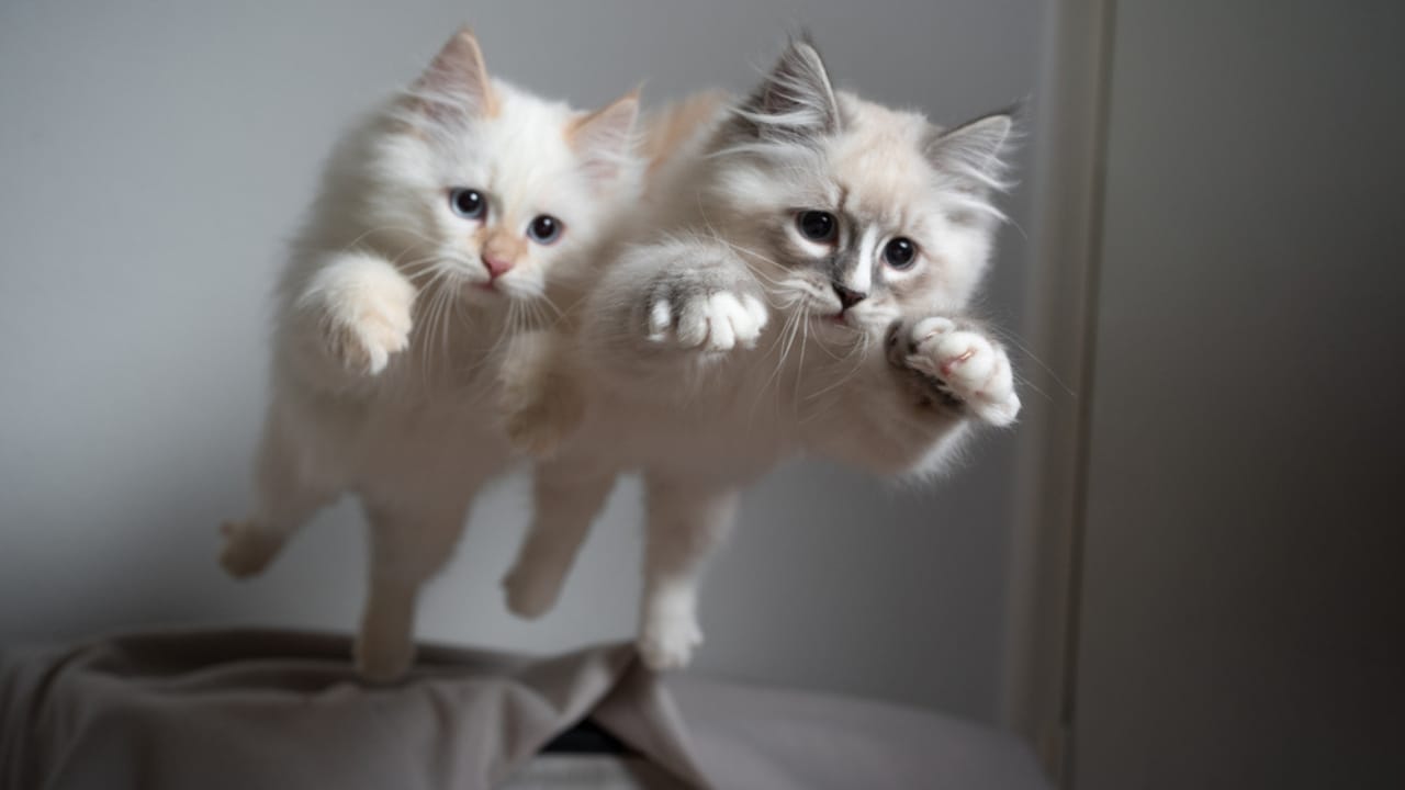 15 Unique Traits That Set Kittens Apart from Adult Cats - Two kittens jumping dp394416014