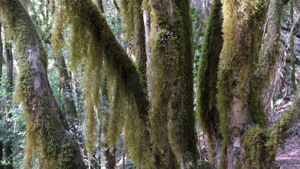 9 Reasons Why the Usnea Lichen Is Nature's Best-Kept Secret - Usnea lichen hanging on trees ss2408045121