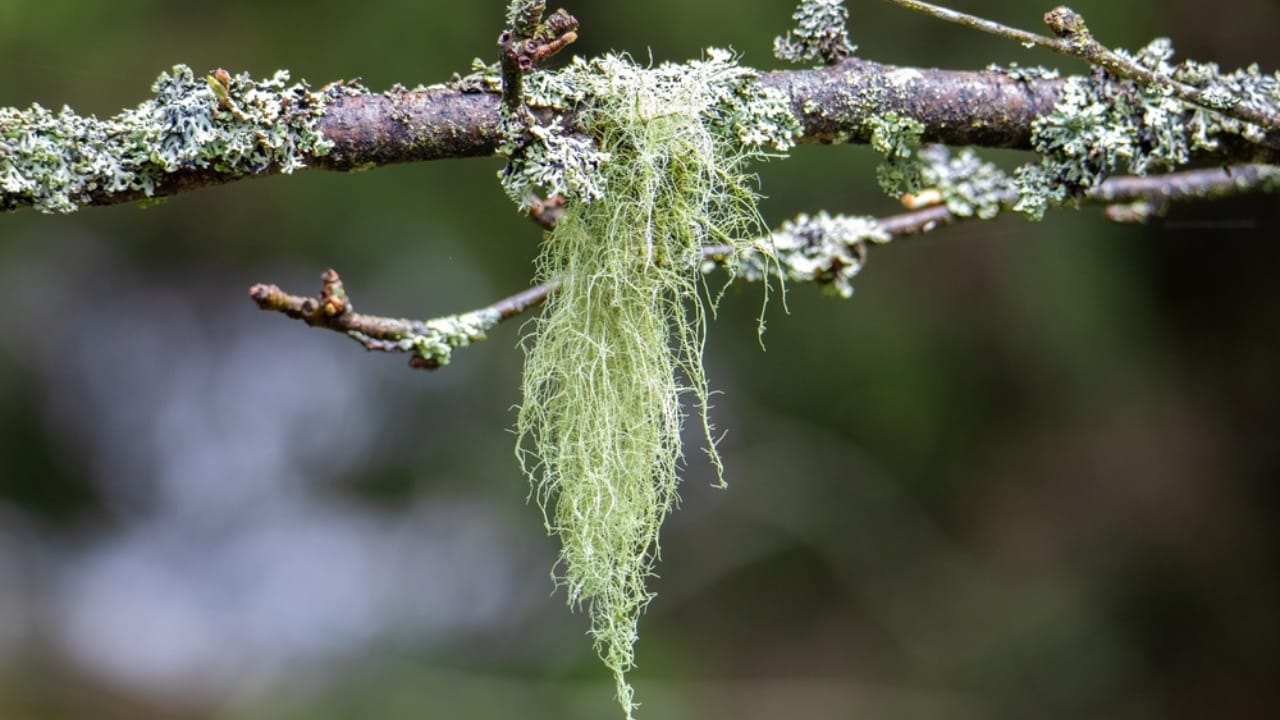 9 Reasons Why the Usnea Lichen Is Nature's Best-Kept Secret - Usnea lichen ss2464030999