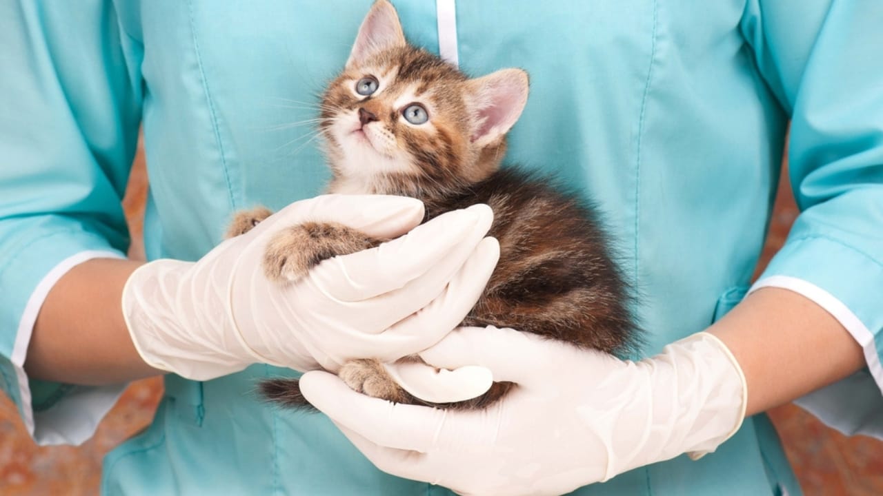 15 Unique Traits That Set Kittens Apart from Adult Cats - Vet with kitten dp44259139