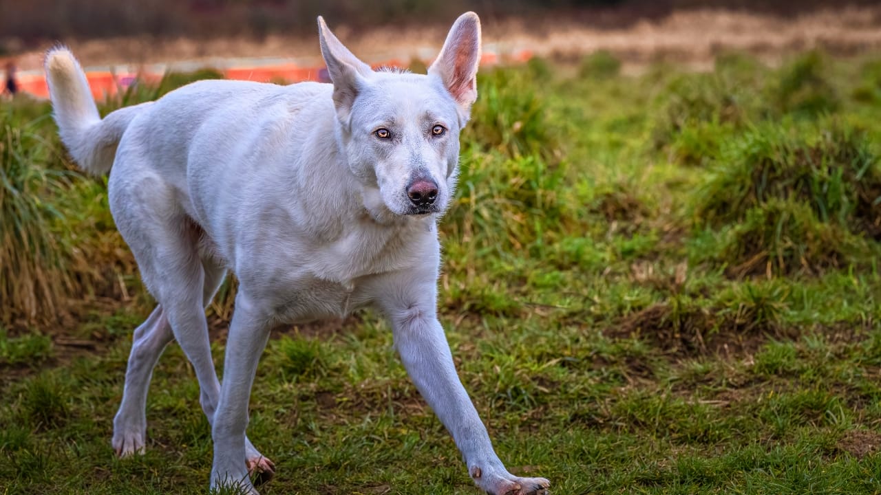 10 Rare German Shepherd Colors You Never Knew Existed - WHITE GERMAN SHEPARD s2121476234