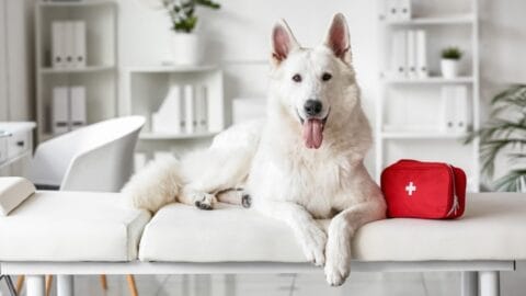 The White German Shepherd Controversy: Separating Fact from Fiction