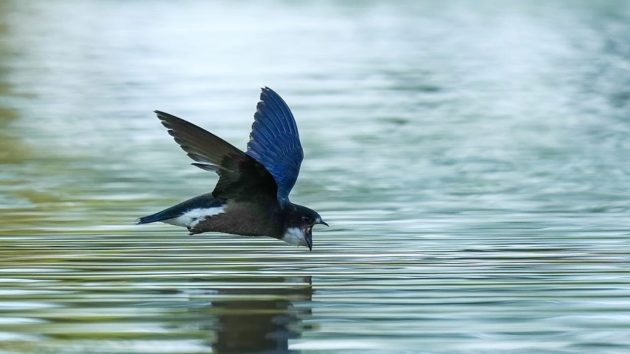 15 Birds That Take Flight at Record-Breaking Speeds - White throated Needletail ss2347925349