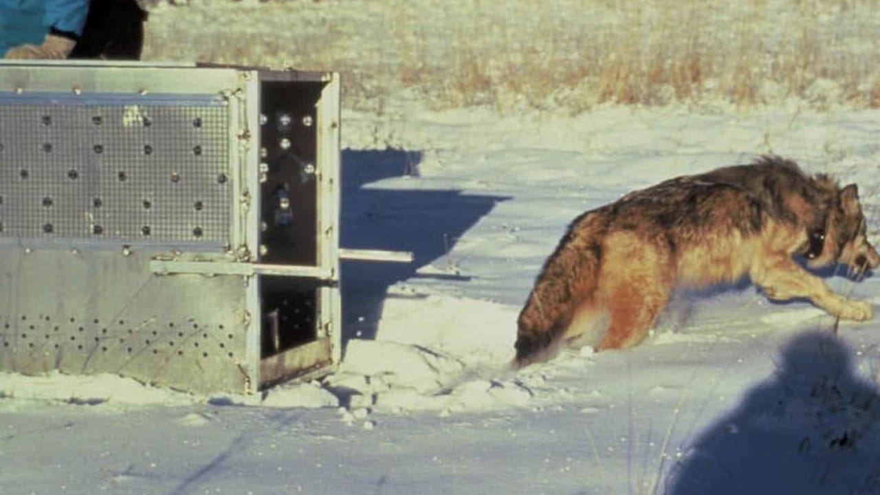 El Lobo's Last Stand: The Fight to Save Arizona's Endangered Mexican Gray Wolves - Wolf released wc