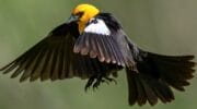 Nature's Golden Crown: 15 Yellow-Headed Birds That Atrract Birdwatchers
