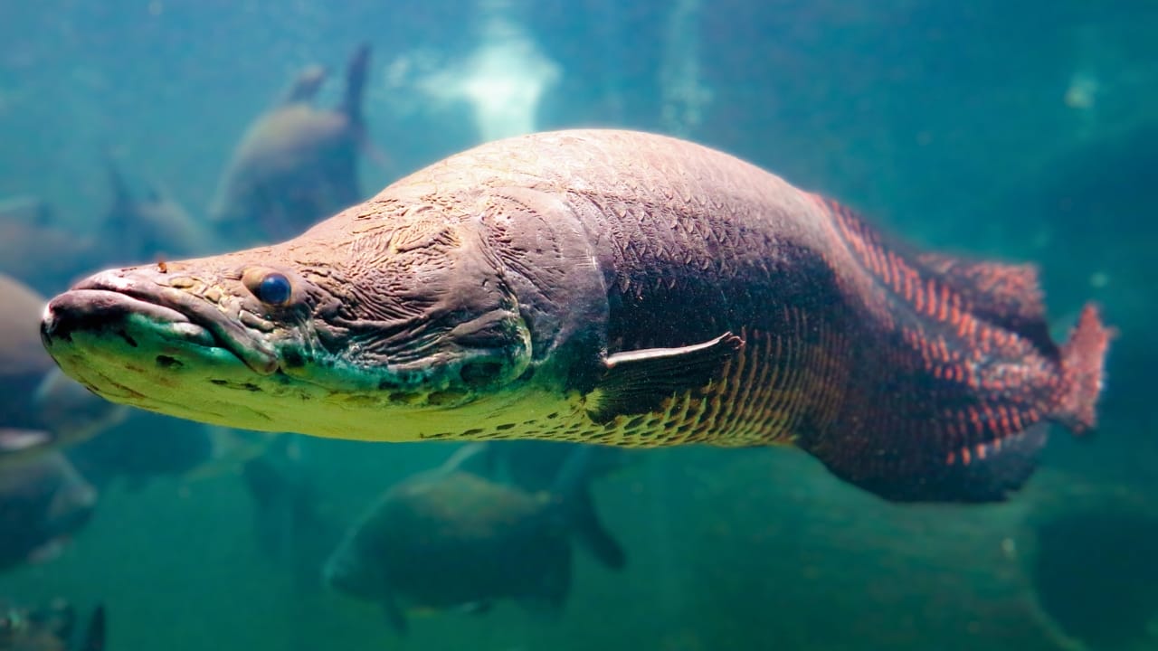 10-Foot Amazon 'River Monster' Found in Florida Waters: Experts Warn of Potential Invasion - arapaima ss 757650418 1