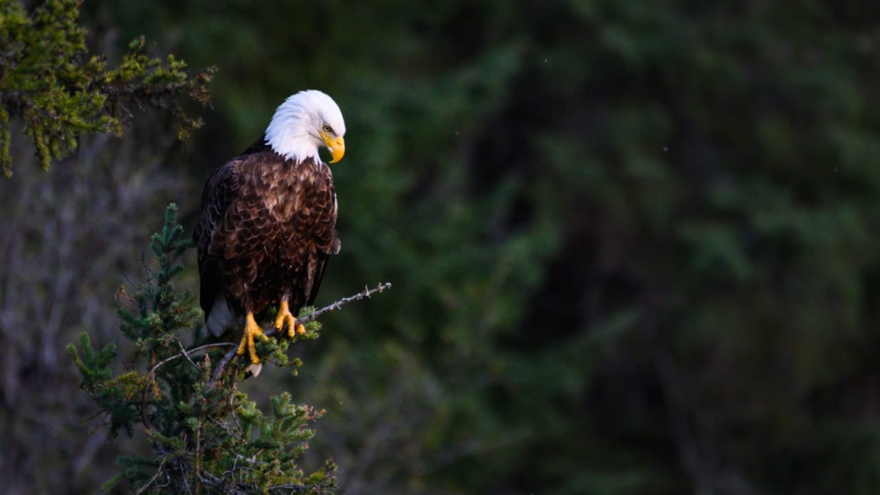 Soaring to New Heights: 15 Fun Facts About Bald Eagles - bald eagle dp344099570