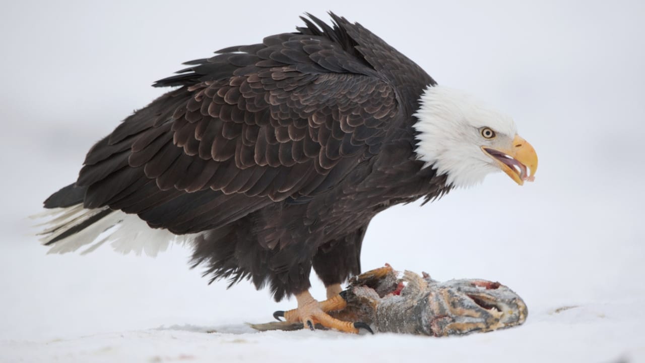 Soaring to New Heights: 15 Fun Facts About Bald Eagles - bald eagle eating fish dp125964160