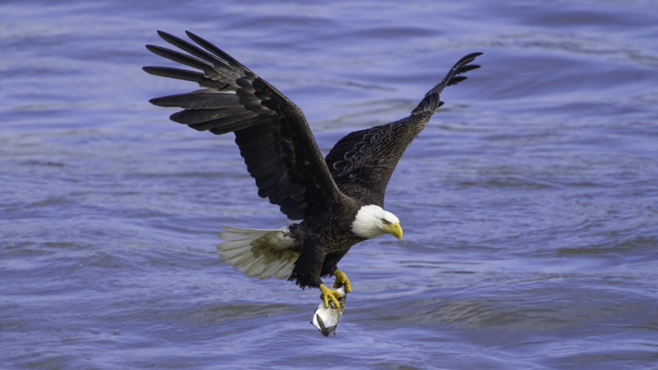 Soaring to New Heights: 15 Fun Facts About Bald Eagles - bald eagle fishing dp581349152