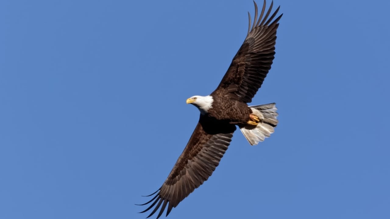 Soaring to New Heights: 15 Fun Facts About Bald Eagles - bald eagle flying dp428088530