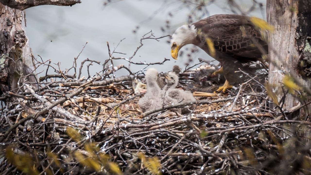 Soaring to New Heights: 15 Fun Facts About Bald Eagles - bald eagle nest and eaglets ss417891913