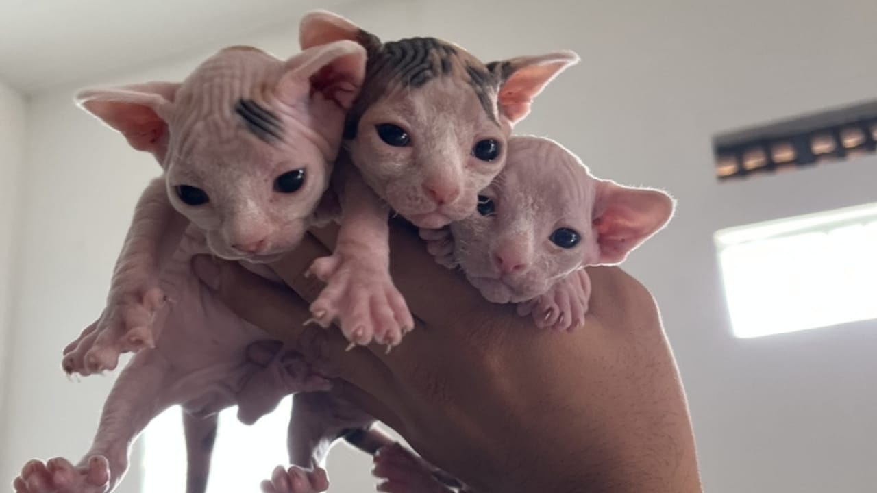 The Truth Behind the Viral "Bullycat" Breed - bambino kittens ss2376401689