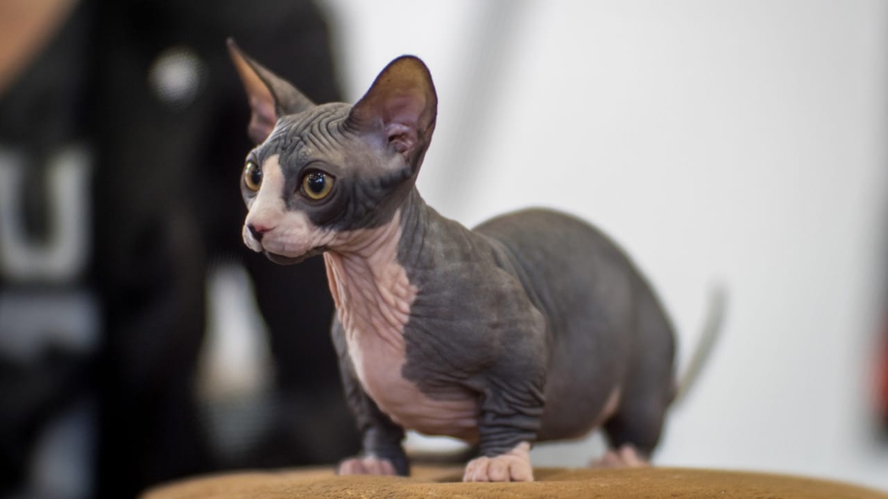 The Truth Behind the Viral "Bullycat" Breed -