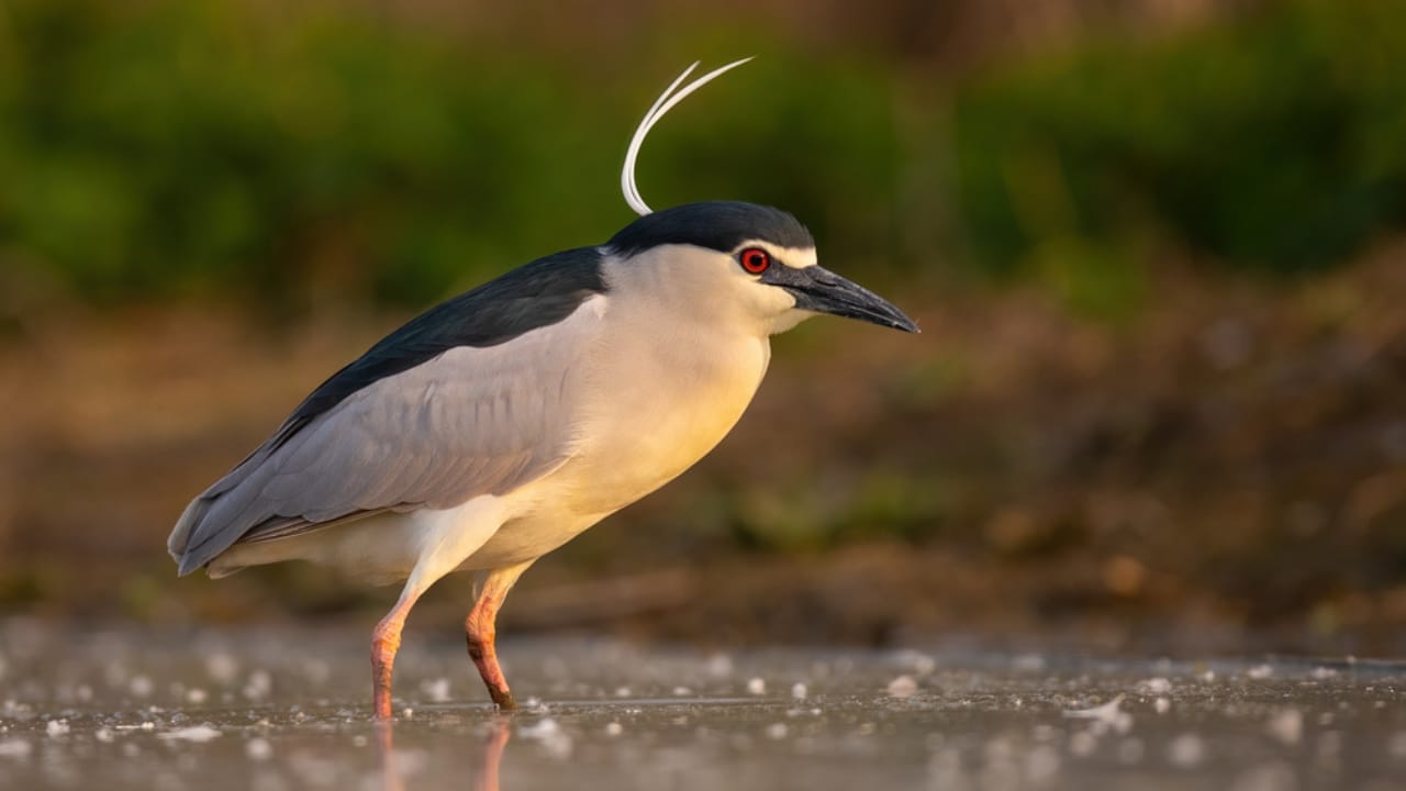 18 Birds Known for Their Black Heads - black crowned night heron bird dp464001420