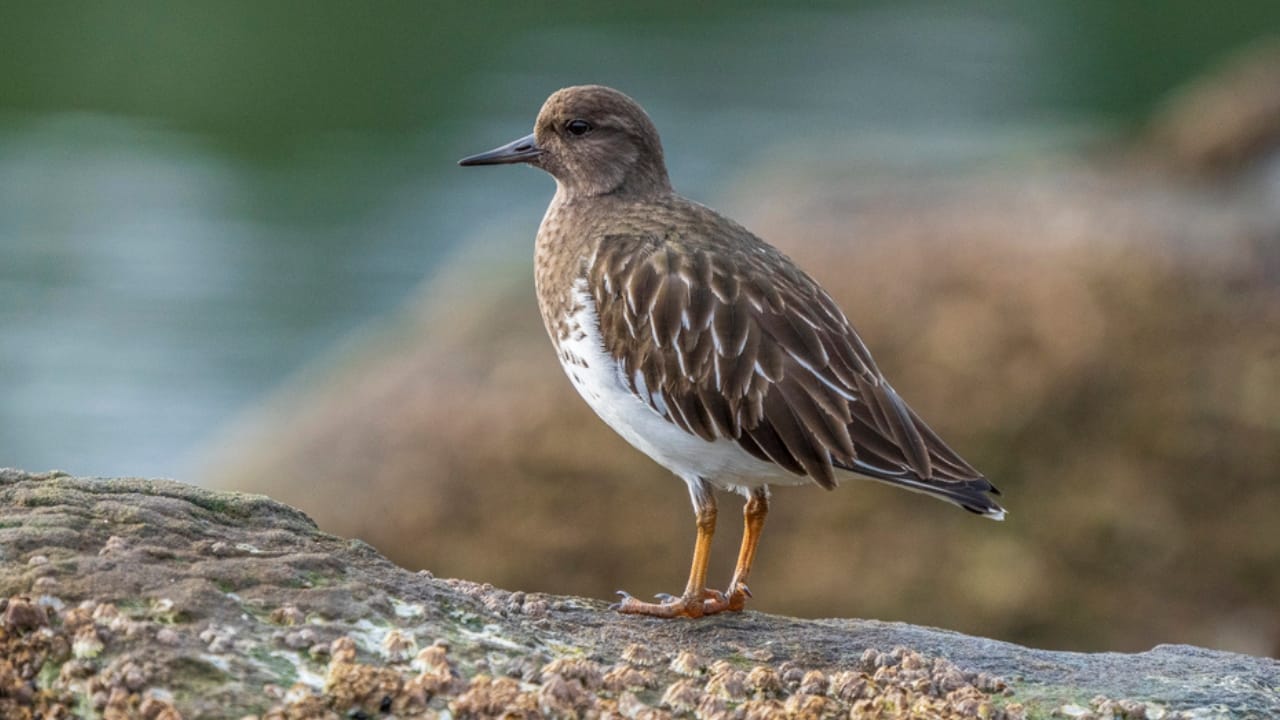 18 Birds Known for Their Black Heads - black turnstone bird dp731677916