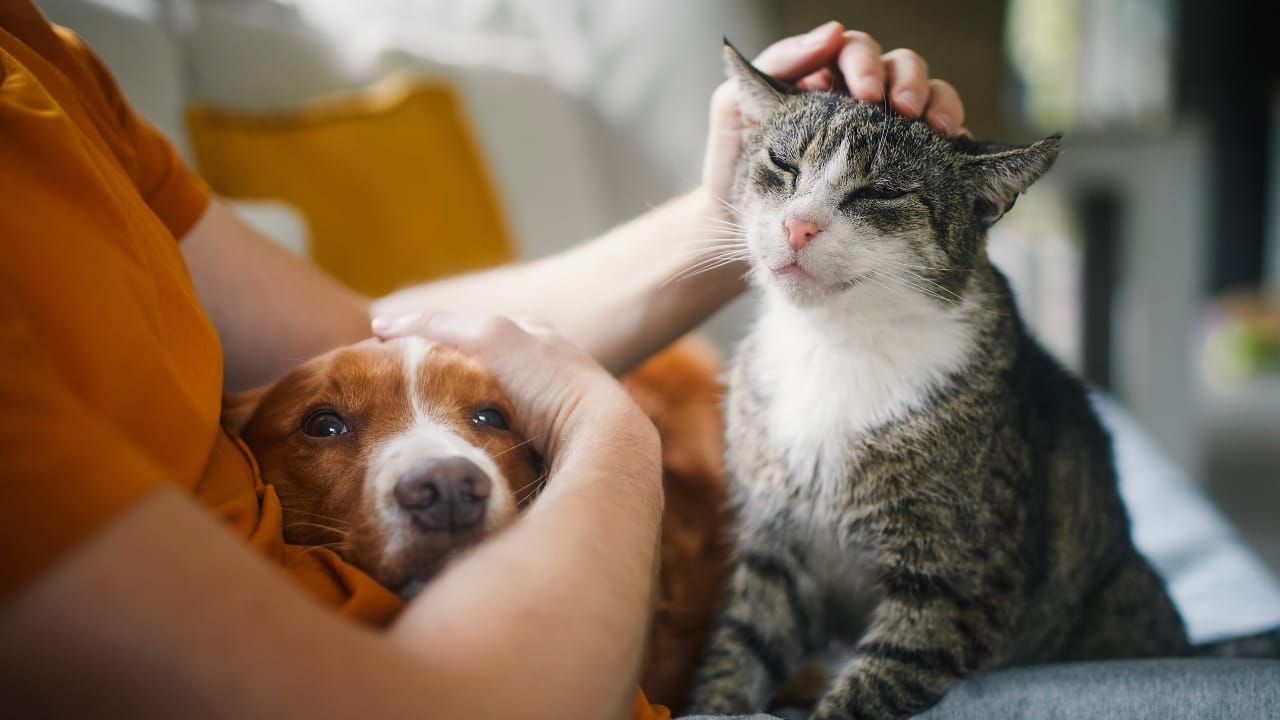 Why Cats Rule: 24 Reasons They're Better Than Dogs - cat dog ss2388790877