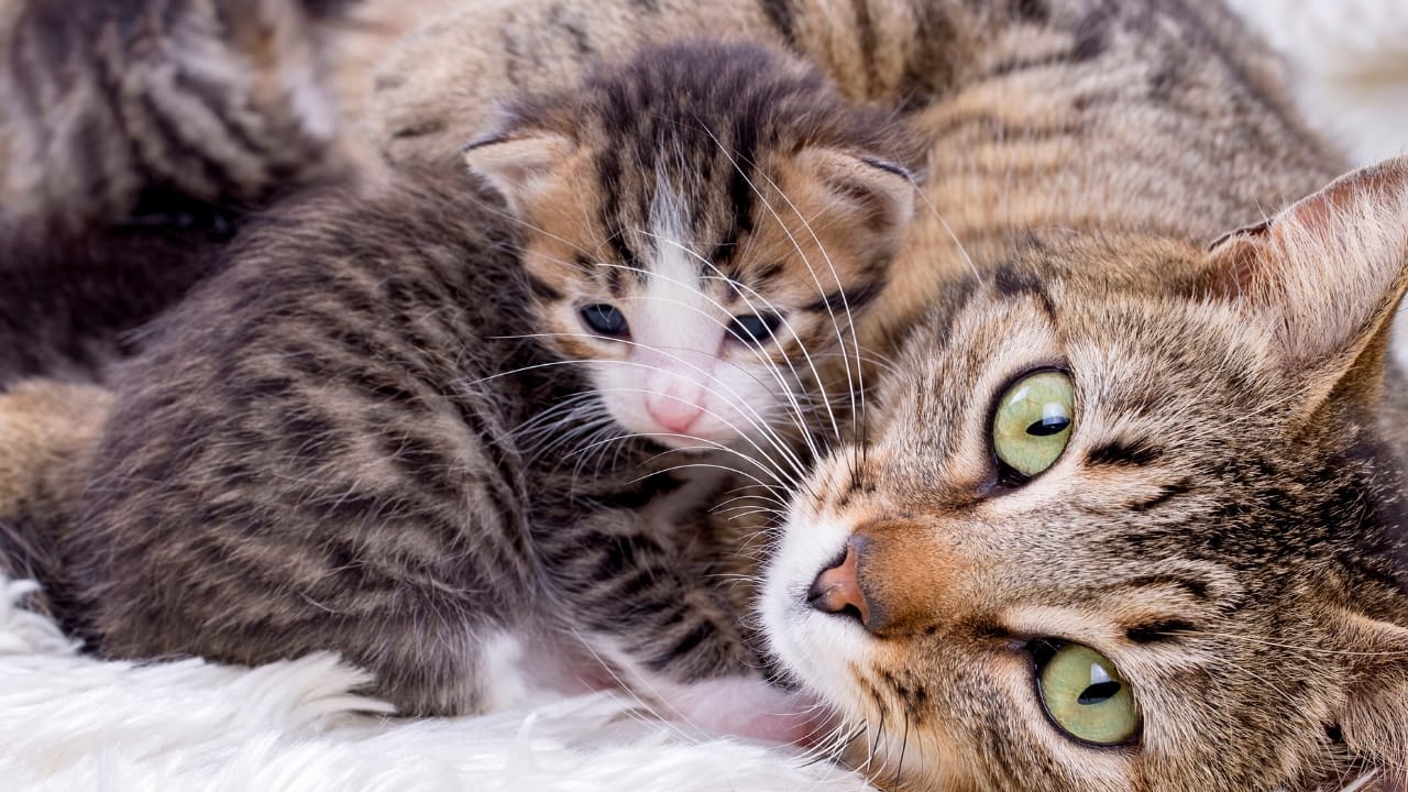 15 Unique Traits That Set Kittens Apart from Adult Cats - cat kitten ss1055873999