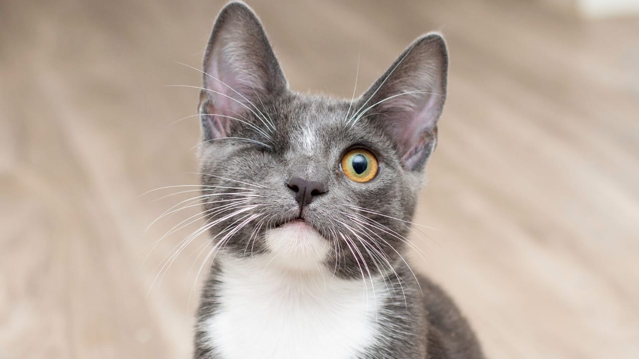 Purrfectly Unique: Understanding & Caring for Special Needs Cats - cat ss1988983610