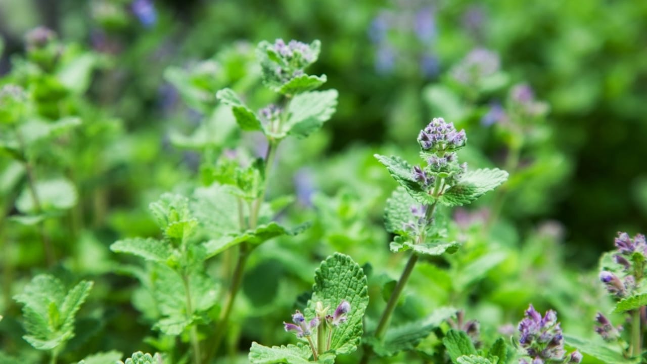 Keep Your Garden Free from Japanese Beetles with This Easy-to-Grow Herb - catnip dp120107726