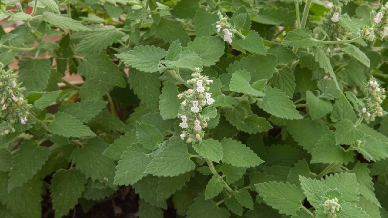 Ditch the Pesticides: 15 Natural Pest-Repelling Plants for a Thriving Garden - catnip dp624778446