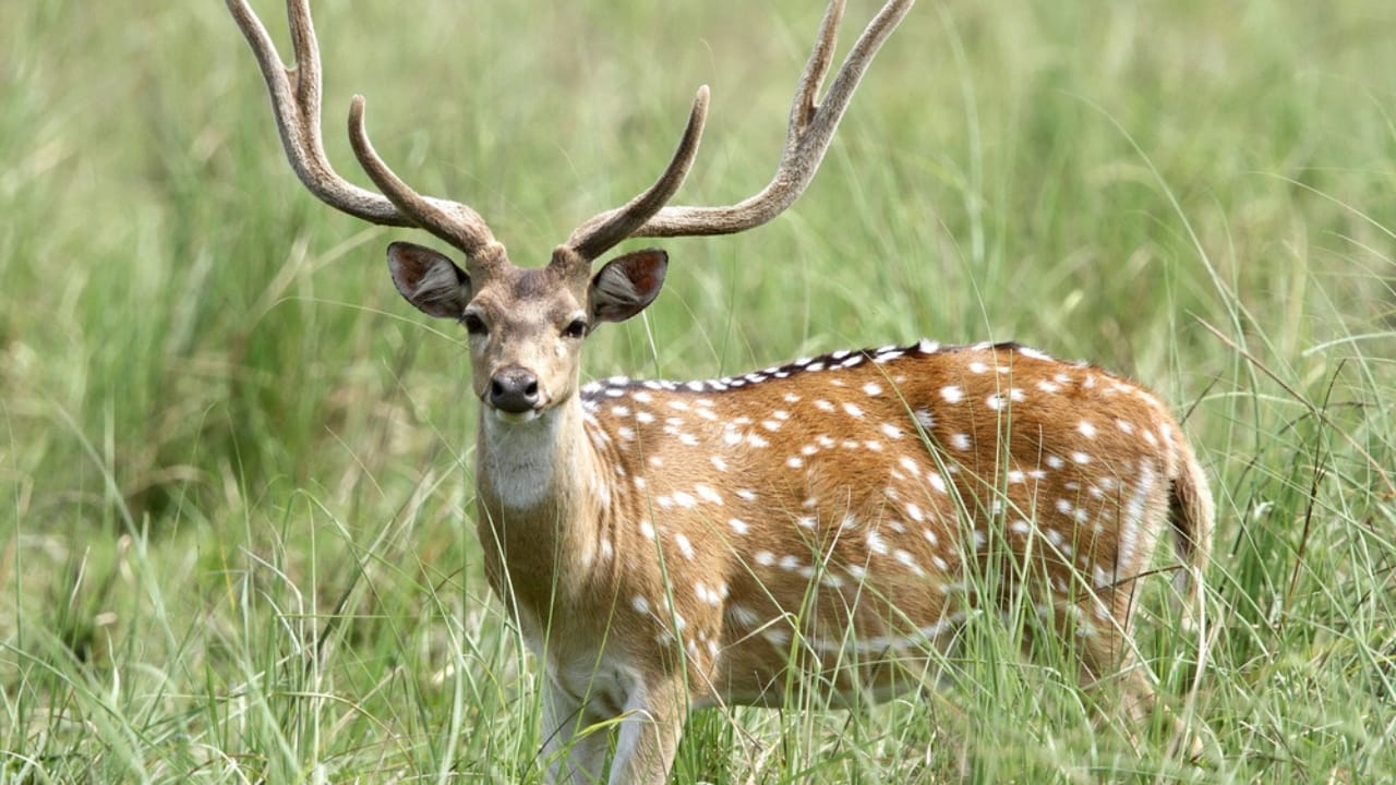 India's Invasive Deer Species Spreading Across the U.S. - cheetal deer ss204899686