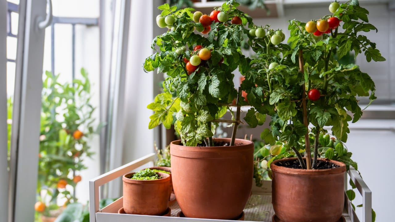 6 Houseplants That Double as Edible Delights - cherry tomatoes and houseplants ss2507109401